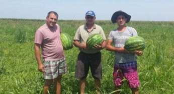 Povestea celor trei pastori care cultivÄƒ lubeniÅ£Äƒ la Gottlob. Absolventul de teologie ÅŸi filosofie care preferÄƒ munca Ã®n cÃ¢mp
